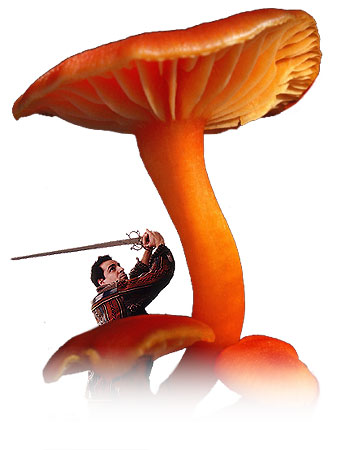 Mushroom Warrior